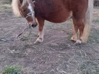 Mare, Shetland Pony — photo 1