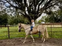 Caballo, Quarter Horse — foto 8