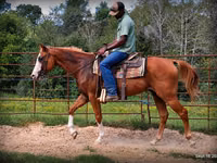 घोड़ा, American paint horse — फ़ोटो 3