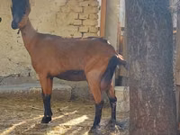 Ziege, Alpine goat — Foto 1