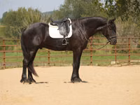 Horse (M), Friesian — photo 1