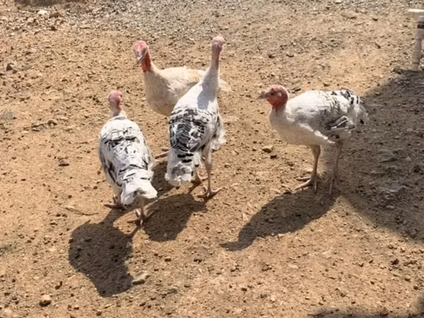 أبيض عريض الصدر