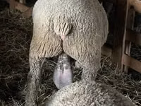 Widder, Ile-de-France sheep — Foto 7