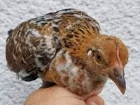 Chickens — foto 5