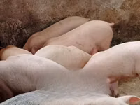 Boar — photo 4