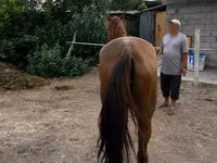 Mare, Canadian horse breed — photo 3