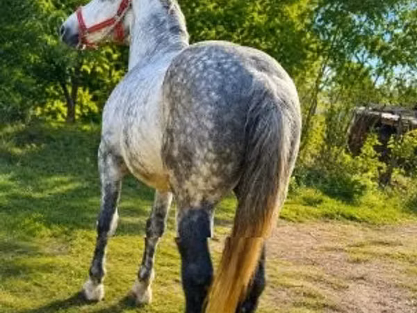 Hengst, Pferde
