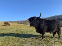 Toro, Highland — foto 1