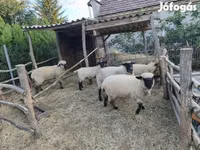 Schaf, German Blackheaded Mutton sheep — Foto 1