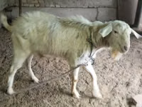 Ziege, Irish goat — Foto 1
