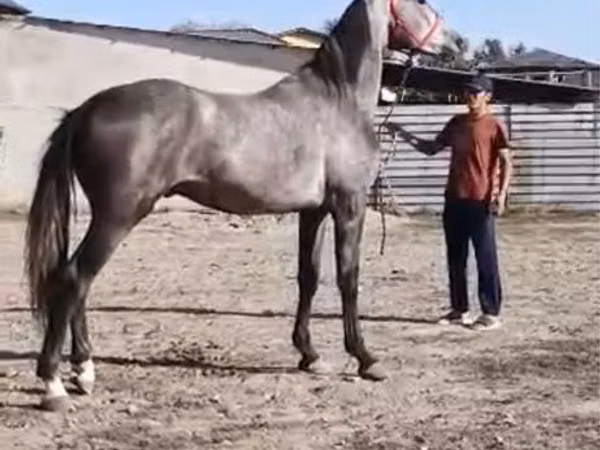 Horse (M), Horse breed