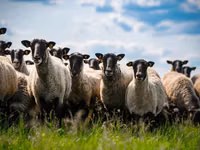 كبش, Romanov sheep — الصورة 2