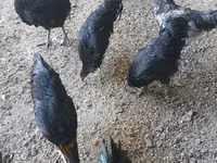 أستراليان بيت غيم فاول — الصورة 3