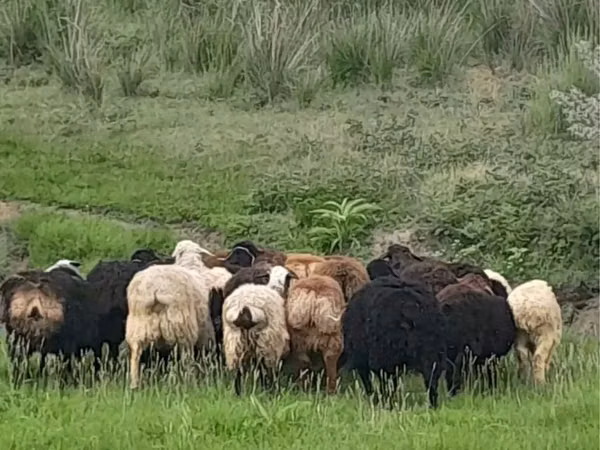 Widder, Gorkov sheep