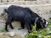 Cabra, Cabras — foto 2