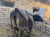 Cow, Swiss cattle — photo 1