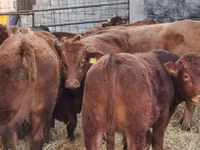 Bulle, Simmental cattle — Foto 6