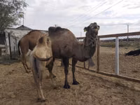 Camellos (lote, sexo no especificado), Kazakh Bactrian camel — foto 3