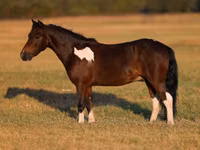 Horse (M), Pinto horses — photo 2