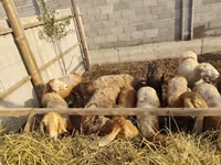 Schaf, Schafe — Foto 5