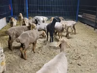 Sheep, Katum sheep — photo 2