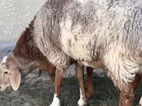 Widder, Rhon sheep — Foto 2