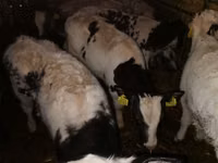 Bovinos (lote, sexo no especificado), Russian Black pied cattle — foto 2