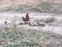 Chickens — الصورة 4
