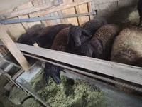 كبش, Edilbay sheep — الصورة 6