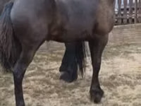 فرس, Friesian — الصورة 1