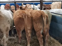 Cattle (batch, sex not specified), Charolais cattle — photo 4