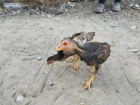 Chickens — الصورة 7