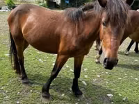 घोड़ी, Međimurje horse — फ़ोटो 6