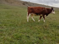 Vaca, Simmental cattle — foto 1