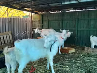 Ziege, Pomellata goat — Foto 7