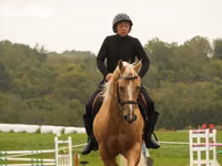 Horse (M), Quarter Horse — photo 6