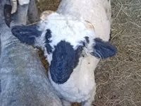 Widder, Valais Blacknose sheep — Foto 1