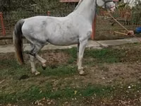 Stute, Hungarian horse breed — Foto 2
