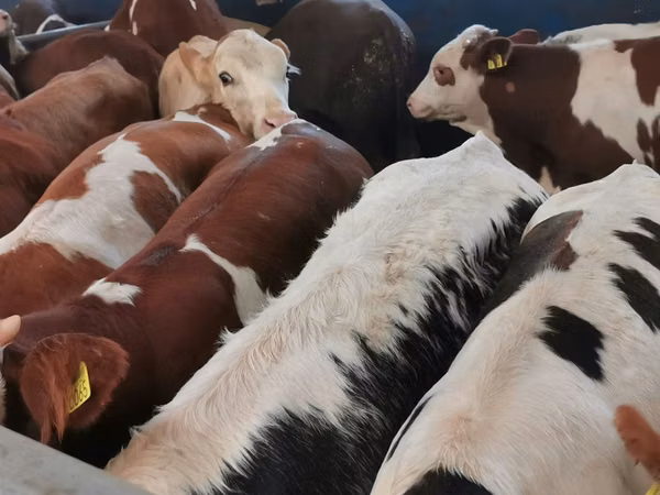 أبقار (دفعة، الجنس غير محدد), Simmental cattle