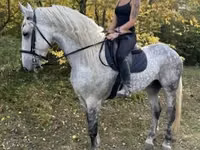حصان, Andalusian horse — الصورة 7