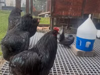 Araucana — Foto 4