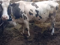मवेशी (लॉट, लिंग निर्दिष्ट नहीं), Russian Black pied cattle — फ़ोटो 2
