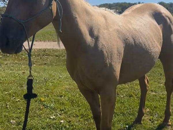 Mare, Quarter Horse