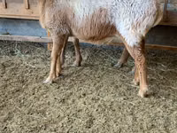 भेड़, Arashan sheep — फ़ोटो 5