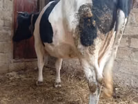 母牛, Russian Black pied cattle — 照片 4