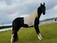 घोड़ा, Tennessee Walking Horse — फ़ोटो 7