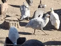 Guinea fowl — الصورة 4