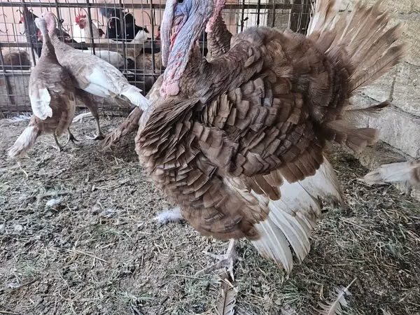 بوربون الأحمر