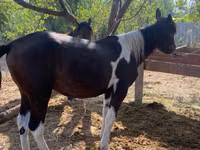 घोड़ा, French Trotter — फ़ोटो 2