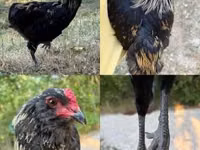 Araucana — photo 1
